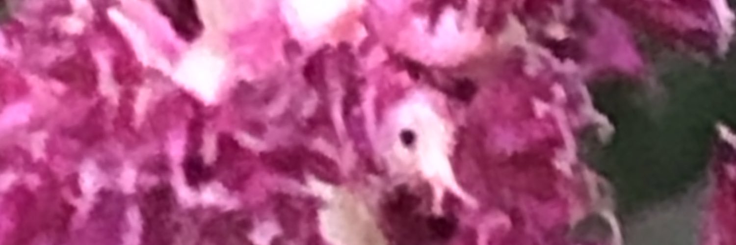 DillaTate's profile banner image