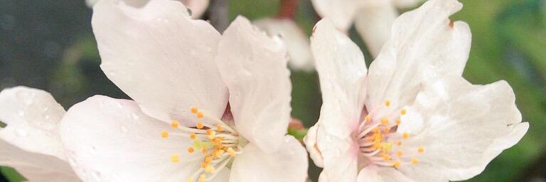 まろ banner