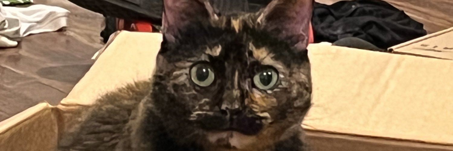 BubblegumHal's profile banner image