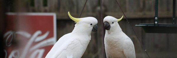 tyabblemons Profile Banner