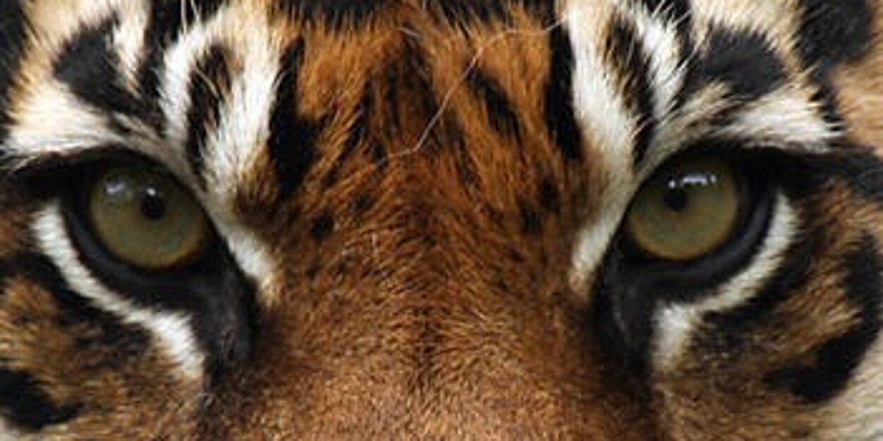 pgalld's profile banner image