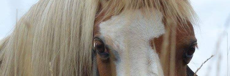 CorinneMorisson's profile banner image