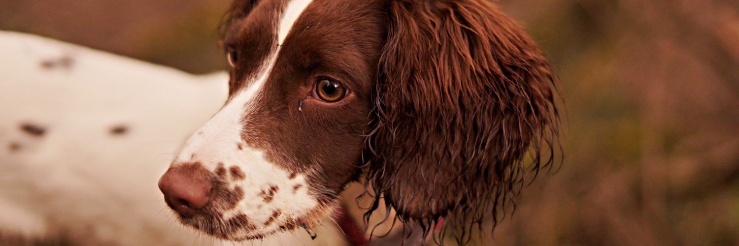 jonclemen's profile banner image