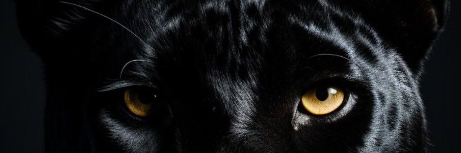 Mau🐆🇲🇽 banner