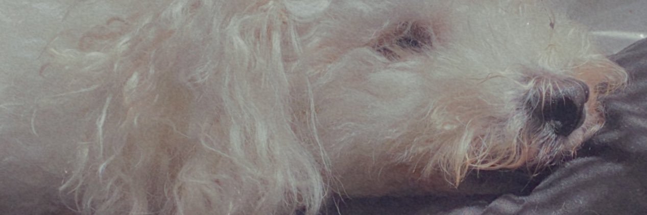 LolGameBeast's profile banner image