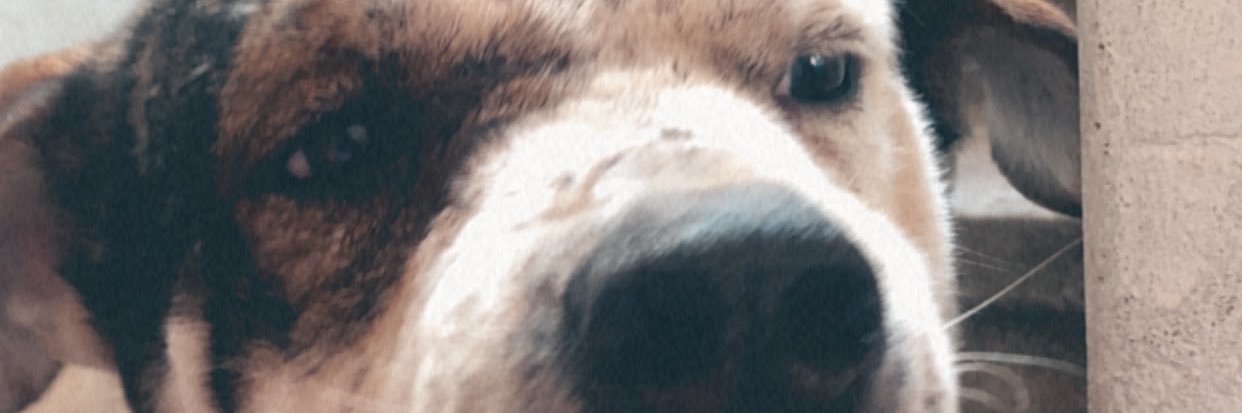 Miijuuu_'s profile banner image