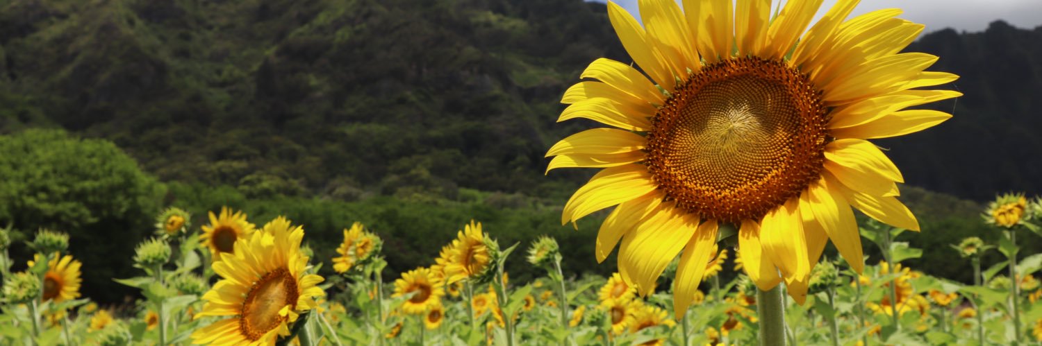 HaleyRotolo's profile banner image