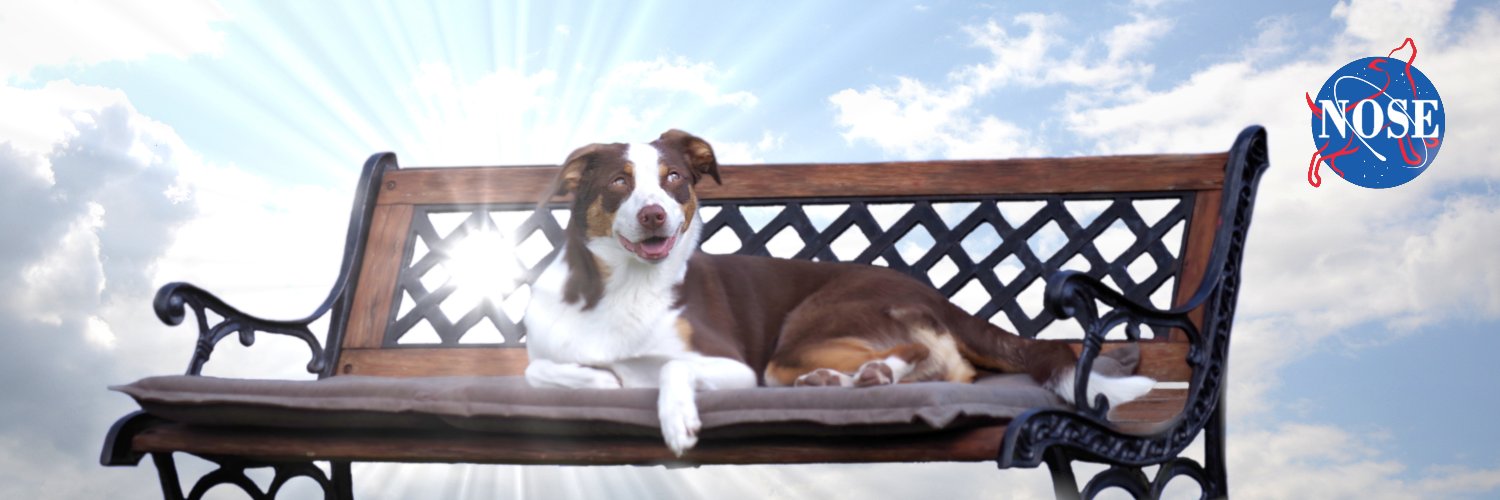 🕺AMY´S NOSE 🐕 banner