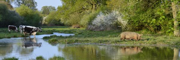 isabella_tree Profile Banner