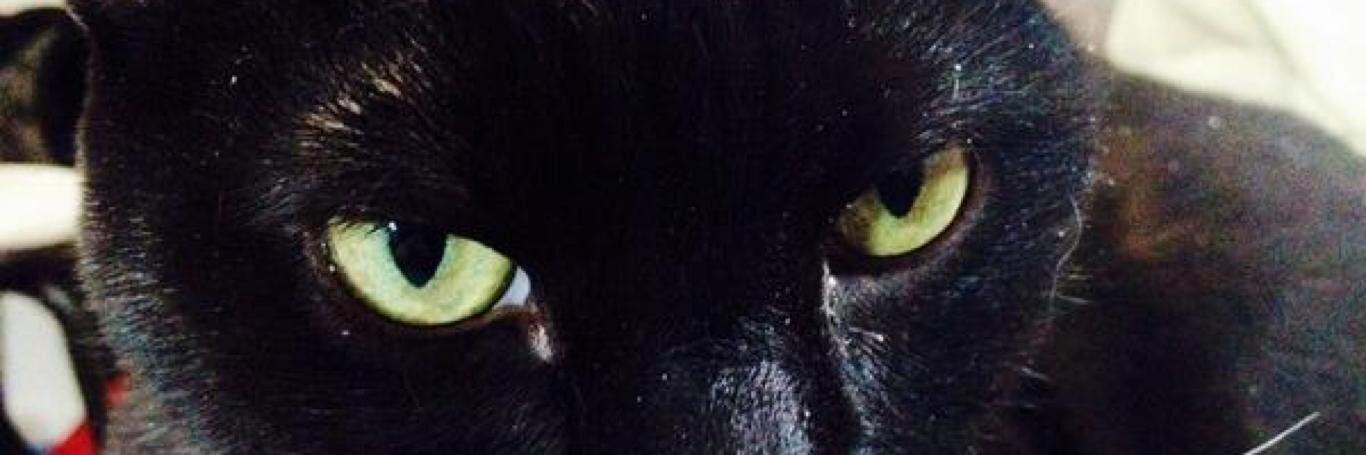 nonsequiturcat's profile banner image