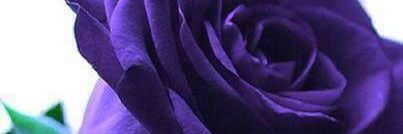 pgrose72's profile banner image