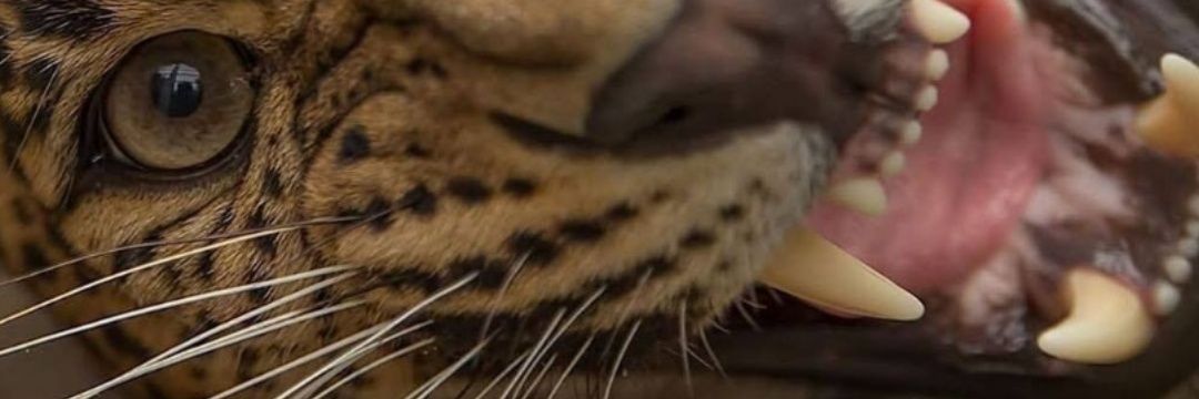 900G_BBH's profile banner image