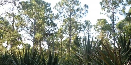 everglades_ef's profile banner image