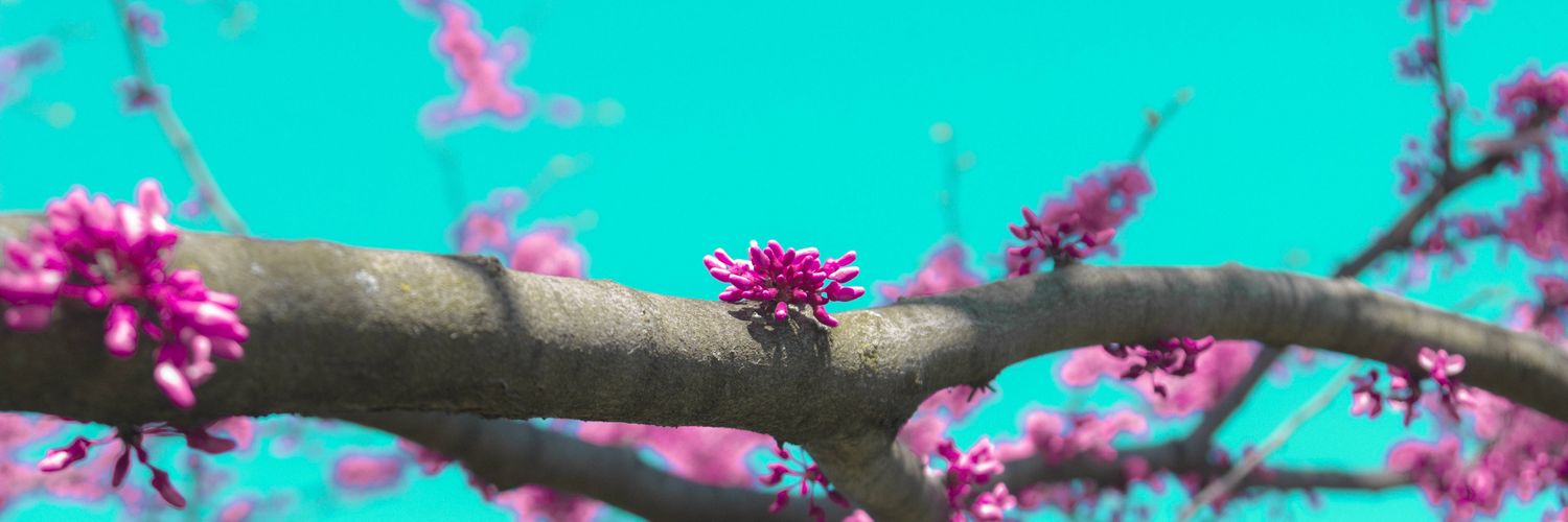 Tohmagami's profile banner image