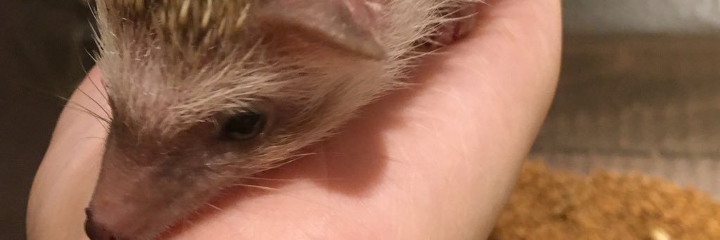 ringo_2727's profile banner image
