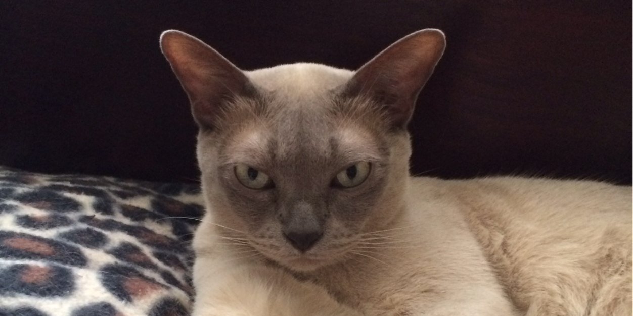 IckisTheCat's profile banner image
