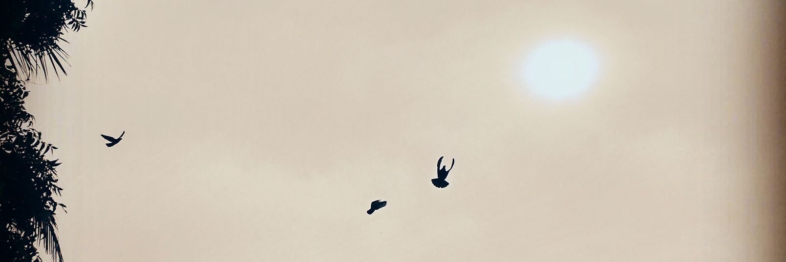 Bol_Sunny's profile banner image