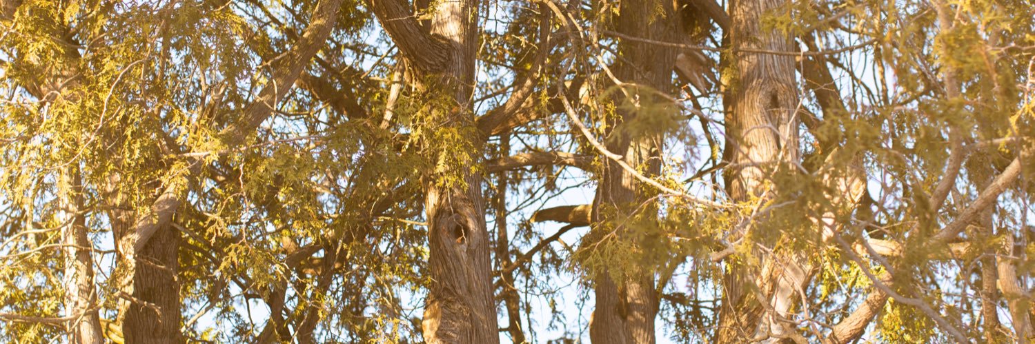 jessheey's profile banner image