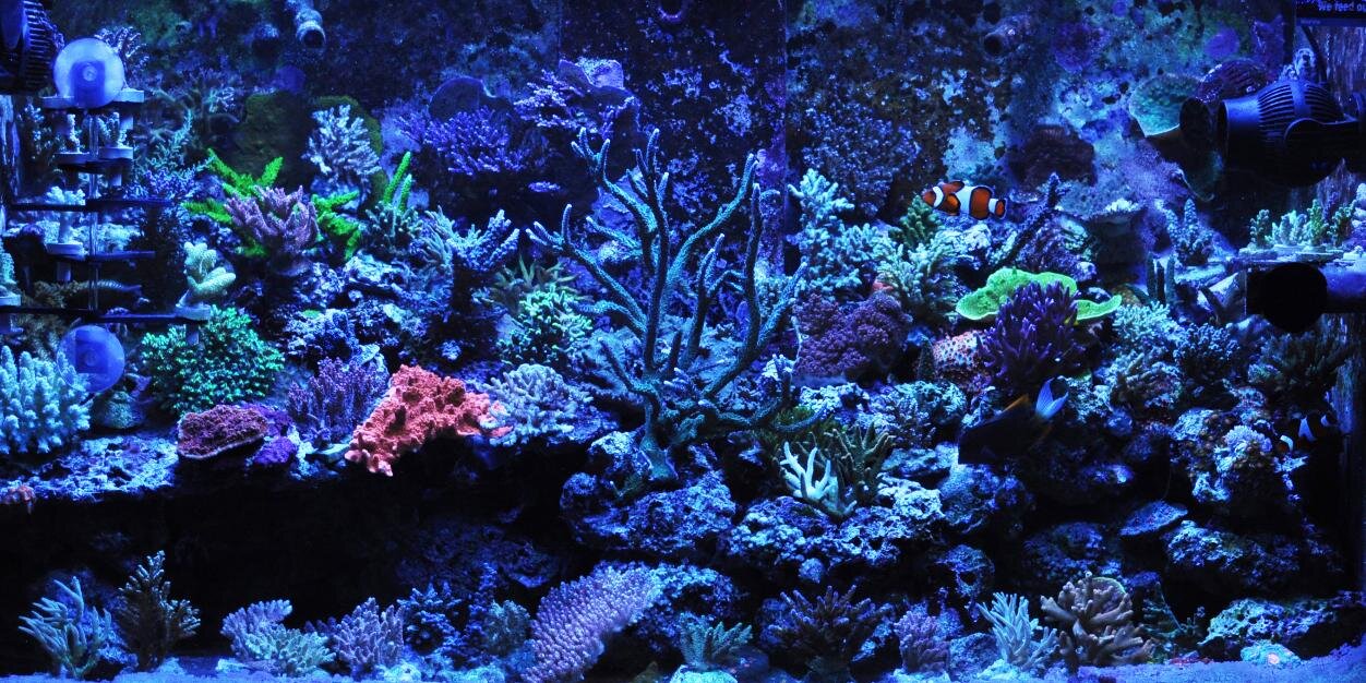 TotalFishnPets's profile banner image