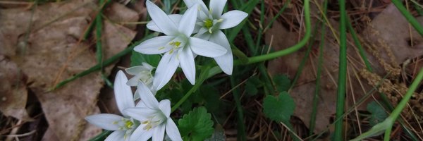 GlaiveCar Profile Banner