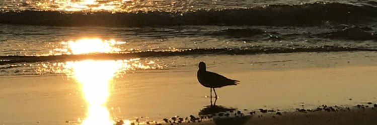LilCurran16's profile banner image