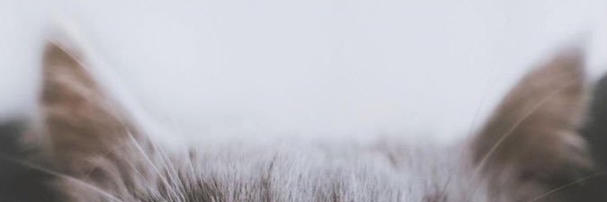 nratkss's profile banner image