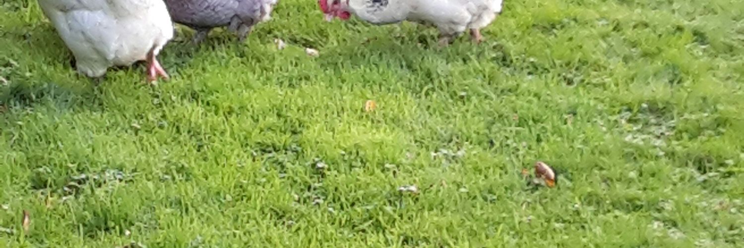 stephenshort61's profile banner image