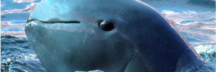 Animalsuffers's profile banner image