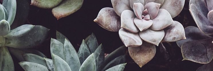 Buskii_'s profile banner image