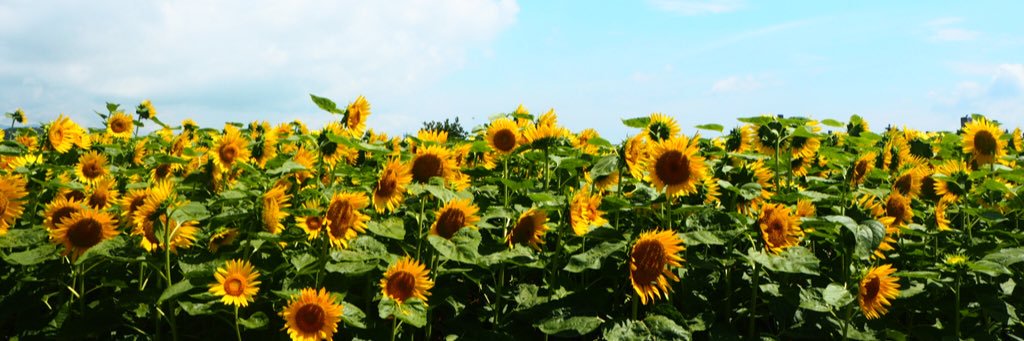piisuke123's profile banner image