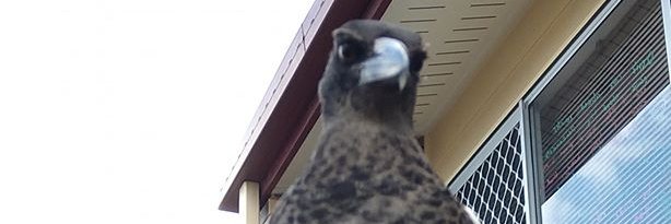 Belle Armstrong banner