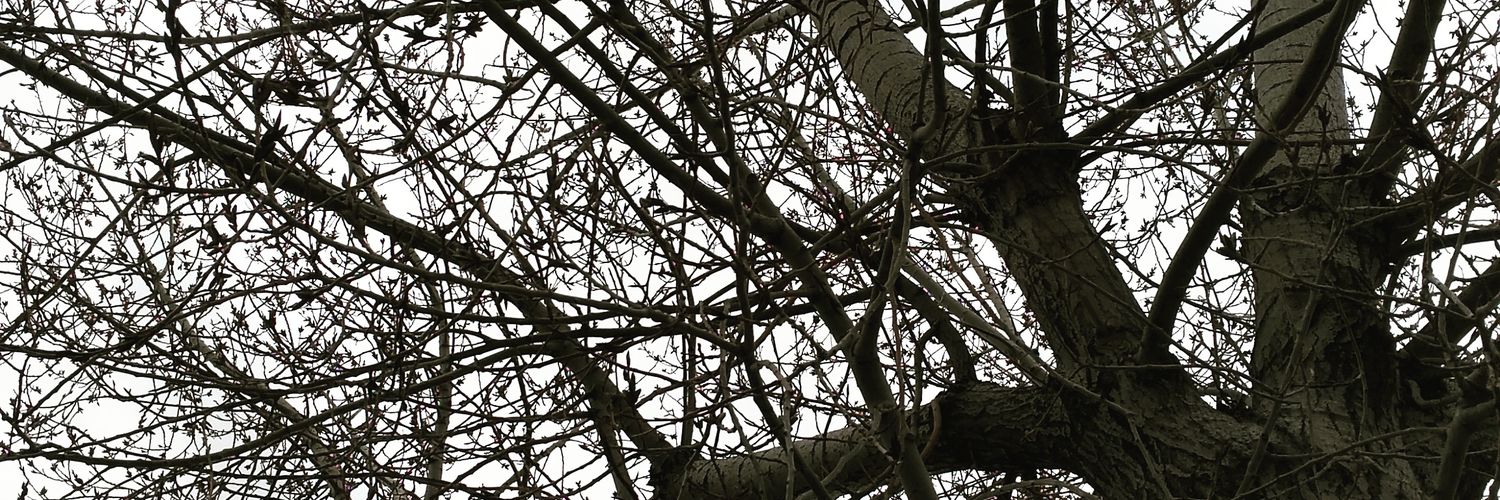giuliapira's profile banner image