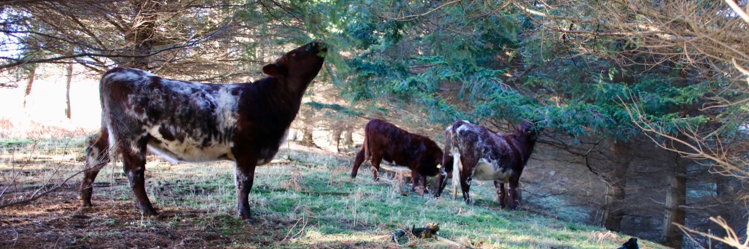 Claire Beaumont banner