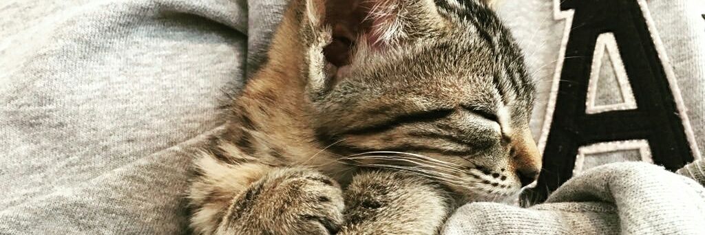 Chechu_ara's profile banner image