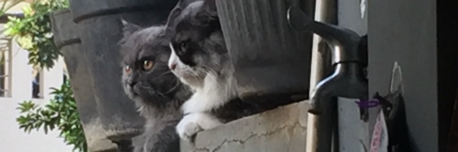 cindysuand's profile banner image