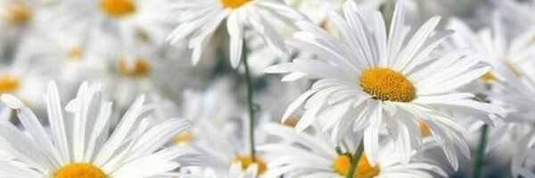 sav2703 Profile Banner