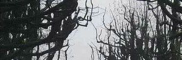 Behind_a_tree's profile banner image