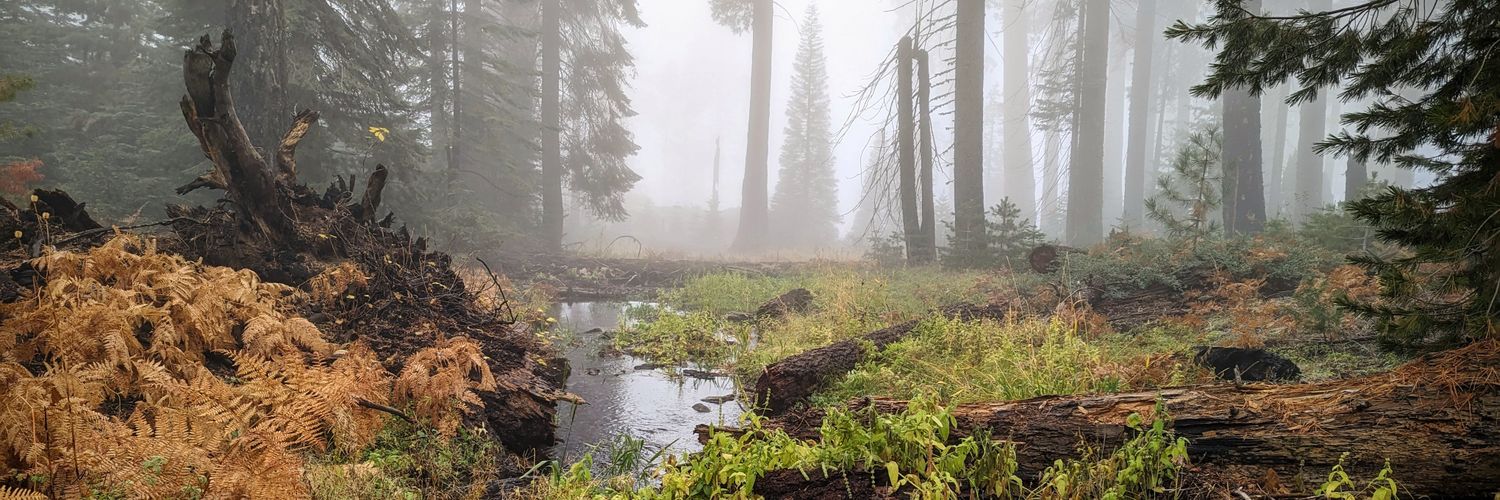 Christina Tang-Bernas banner