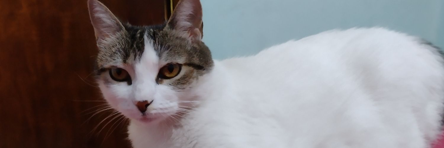 sofi_alfonso's profile banner image