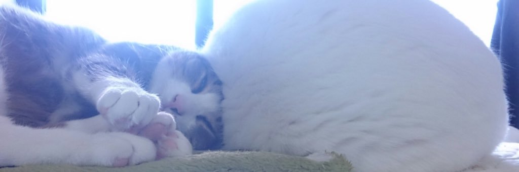 mmm2cC1's profile banner image