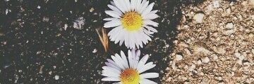 Putrisaskiaprkn's profile banner image
