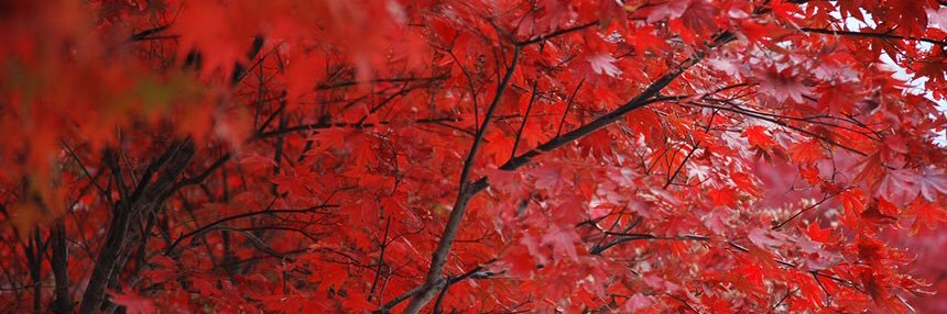 DGP_DayDreams's profile banner image