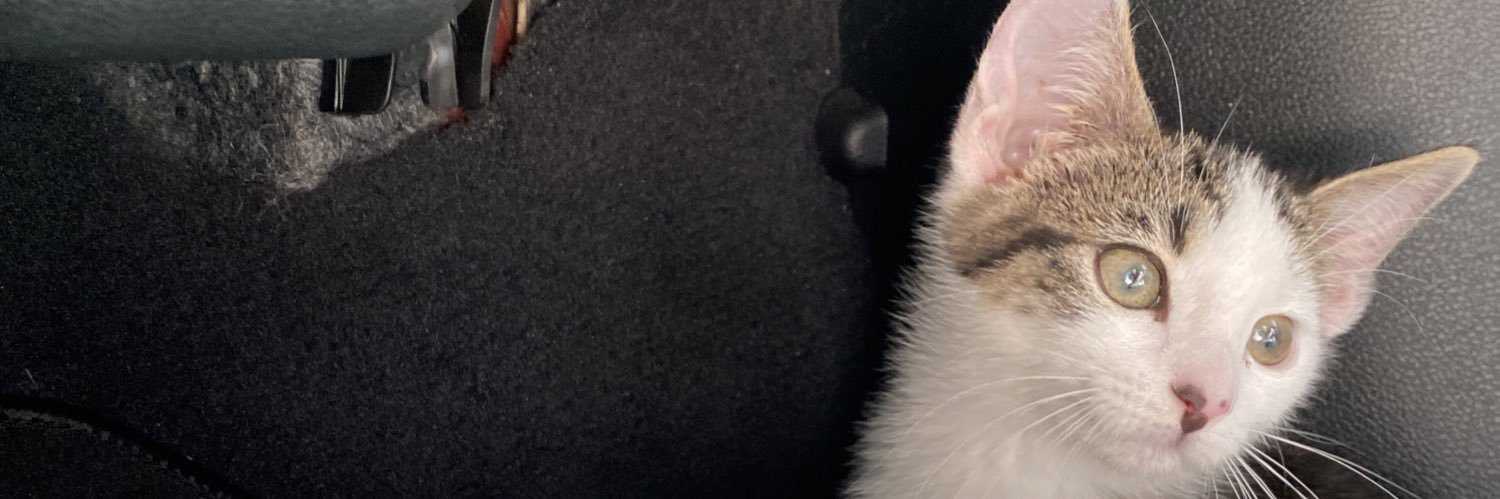 Caeleyrose's profile banner image
