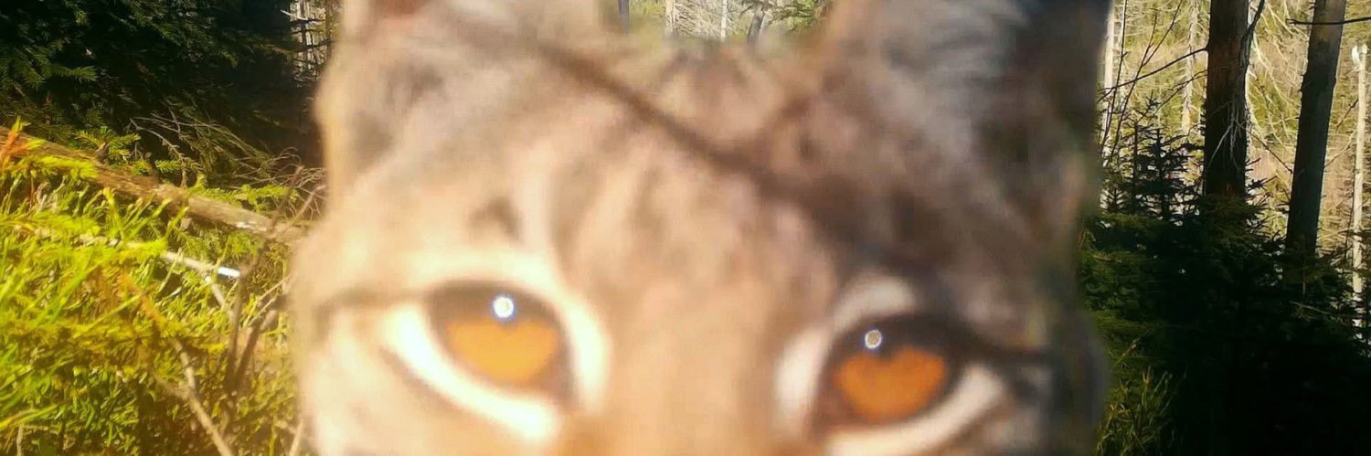 _zayeras's profile banner image