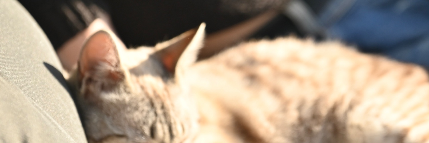 gemmaisal's profile banner image