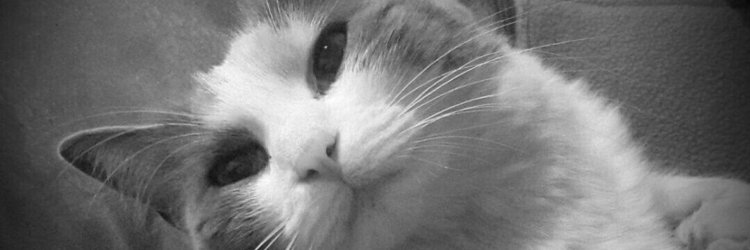carolinagrunge's profile banner image