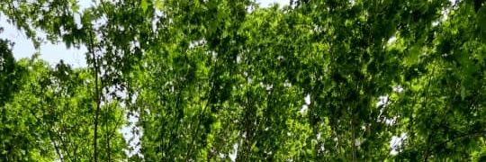 ساکن پنماریک banner