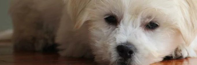 MsKelsDJ's profile banner image