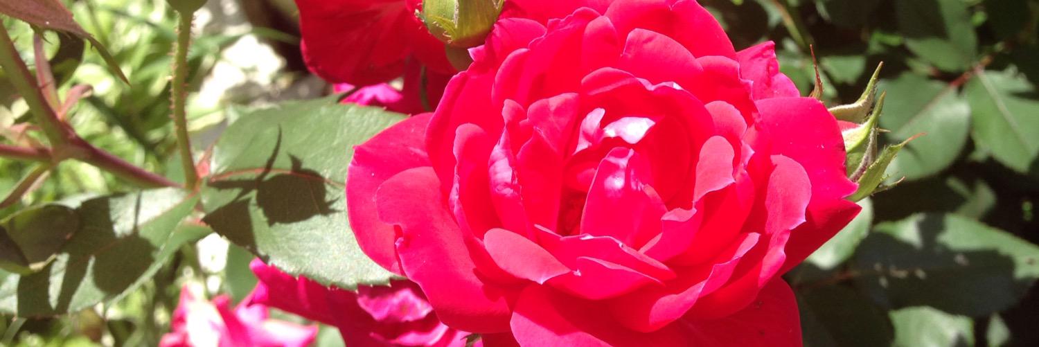 janasimone_'s profile banner image