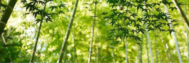 ewachang's profile banner image
